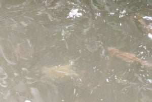 Cartagena: Navega nos manguezais de Cartagena