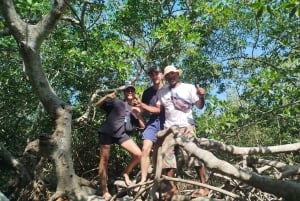 Cartagena: Navega nos manguezais de Cartagena