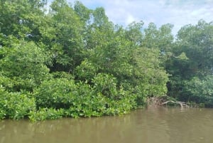 Cartagena: Navega nos manguezais de Cartagena