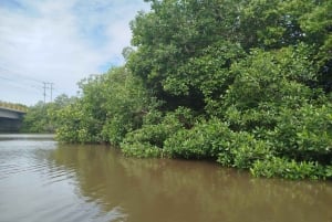Cartagena: Navega nos manguezais de Cartagena