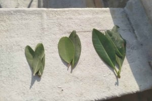 Cartagena: Navega nos manguezais de Cartagena