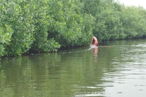 Cartagena: Navega nos manguezais de Cartagena