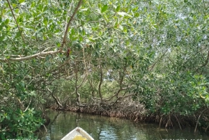 Cartagena:Sail through the mangrove in a canoe in ENGLISH
