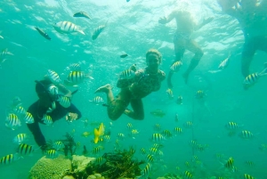 Cartagena: Snorkling, mangroveskog og Playa Blanca-tur