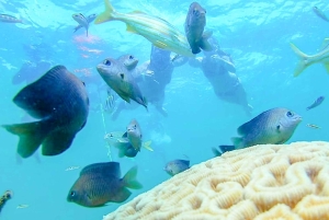 Cartagena: Snorkling, mangroveskog og Playa Blanca-tur