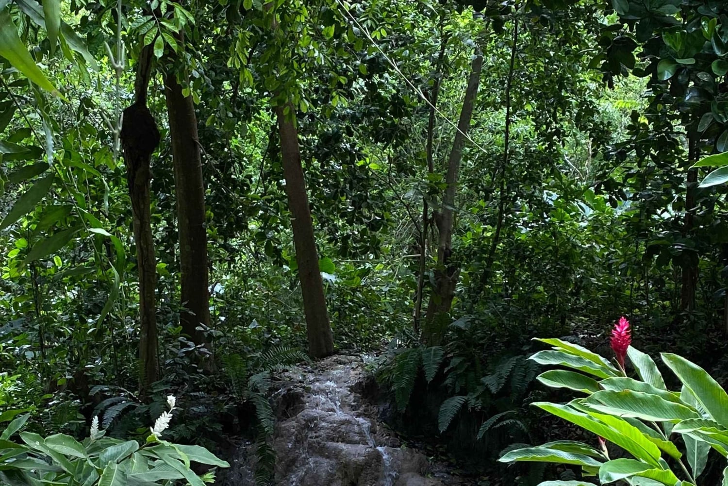 Cartagena: Se apor, djur och växter i botaniska trädgården