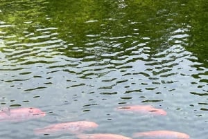 Cartagena: Se apor, djur och växter i botaniska trädgården