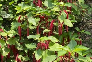 Cartagena: Se apor, djur och växter i botaniska trädgården