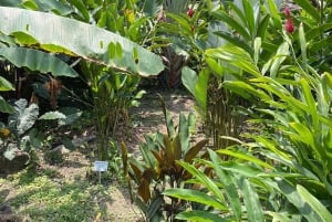 Cartagena: Se apor, djur och växter i botaniska trädgården