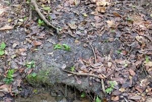 Cartagena: Se apor, djur och växter i botaniska trädgården