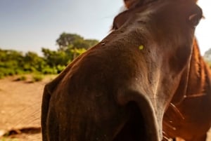 Cartagena, Blue Apple Beach, Horse Treks