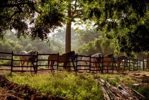 Cartagena, Blue Apple Beach, Horse Treks