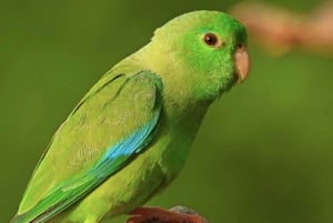 Cartagena: Tropical Dry Forest Private Birdwatching Tour