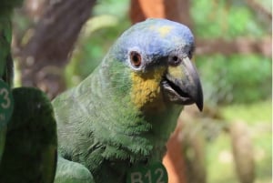 Cartagena: Tropical Dry Forest Private Birdwatching Tour