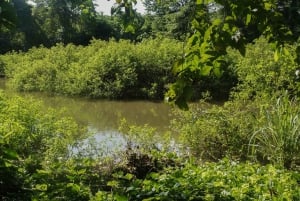 Cartagena: Tropical Dry Forest Private Birdwatching Tour