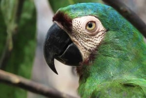 Cartagena: Tropical Dry Forest Private Birdwatching Tour