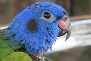 Cartagena: Tropical Dry Forest Private Birdwatching Tour