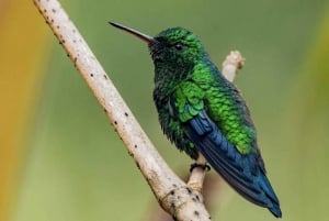 Cartagena: Tropical Dry Forest Private Birdwatching Tour