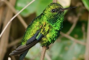 Cartagena: Tropical Dry Forest Private Birdwatching Tour