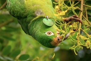 Cartagena: Tropical Dry Forest Private Birdwatching Tour