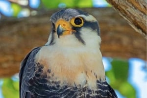 Cartagena: Tropical Dry Forest Private Birdwatching Tour