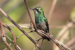 Cartagena: Tropical Dry Forest Private Birdwatching Tour