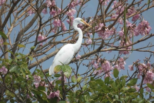 Cartagena: Tropical Dry Forest Private Birdwatching Tour