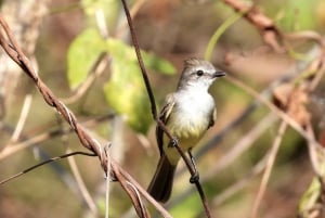 Cartagena: Tropical Dry Forest Private Birdwatching Tour