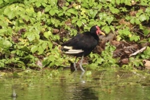 Cartagena: Tropical Dry Forest Private Birdwatching Tour