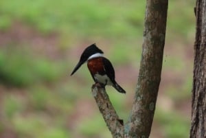Cartagena: Tropical Dry Forest Private Birdwatching Tour