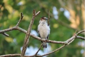 Cartagena: Tropical Dry Forest Private Birdwatching Tour
