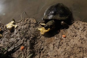 Cartagena: Tropical Dry Forest Private Birdwatching Tour
