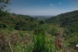 Cartagena: Tropical Dry Forest Private Birdwatching Tour