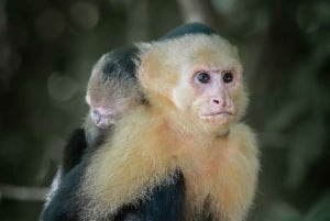 Cartagena: Tropical Dry Forest Private Birdwatching Tour