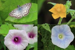 Cartagena: Tropical Dry Forest Private Birdwatching Tour