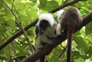 Cartagena: Tropical Dry Forest Private Birdwatching Tour