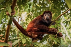 Cartagena: Tropical Dry Forest Private Birdwatching Tour