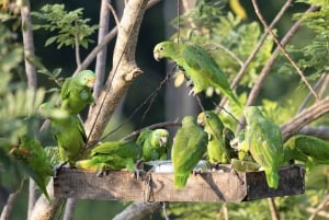 Cartagena: Tropical Dry Forest Private Birdwatching Tour