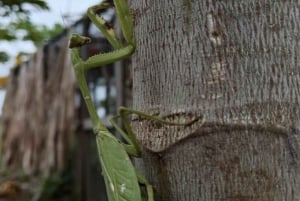 Cartagena: Tropical Dry Forest Private Birdwatching Tour