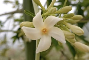 Cartagena: Tropical Dry Forest Private Birdwatching Tour