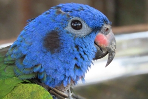 Картахена: частный тур по тропическому сухому лесу с наблюдением за птицами