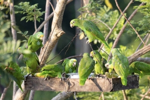 Картахена: частный тур по тропическому сухому лесу с наблюдением за птицами