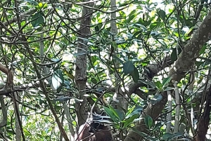 CARTAGENA: Vulkaan del totumo, Galerazamba en Manglar de la Boquilla Route