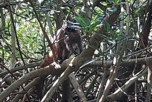 CARTAGENA: Volcan del totumo, Galerazamba und Manglar de la Boquilla Route