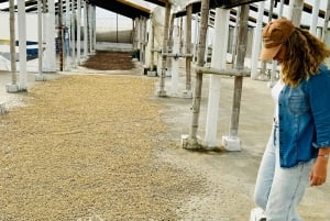 Chinchina, Caldas: Tarina kahvikupin takana haciendalla sijaitsevalla maatilalla