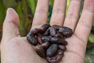 Minca: Artisanal Cacao Workshop at Casa Jocolate