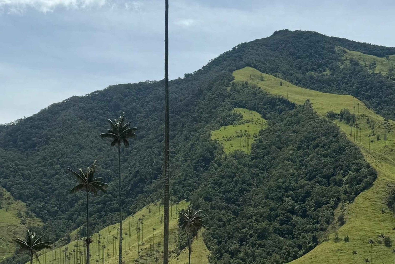 Excursion dans la vallée de Cocora et Salento, déjeuner typique inclus.