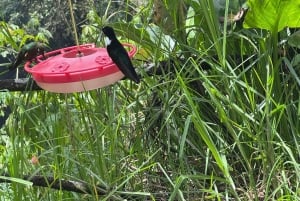 Circuito attraverso la valle del Cocora, Casa dei colibrì Acaime Circa 14 km