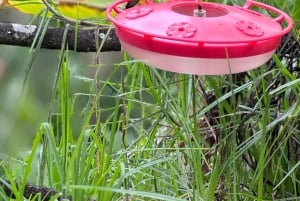 Circuito attraverso la valle del Cocora, Casa dei colibrì Acaime Circa 14 km
