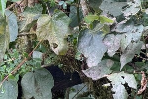 Circuito attraverso la valle del Cocora, Casa dei colibrì Acaime Circa 14 km